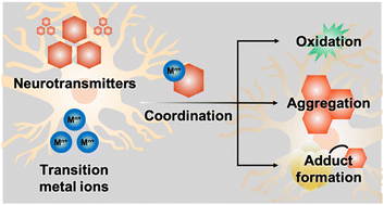 Graphical abstract: Transition metal ions and neurotransmitters: coordination chemistry and implications for neurodegeneration