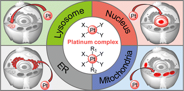 Graphical abstract: Unlocking the potential of platinum drugs: organelle-targeted small-molecule platinum complexes for improved anticancer performance