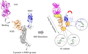 Graphical abstract: Molecular mechanism study of the structural regulation of the N-terminal domain binding antibody on the receptor binding domain of SARS-CoV-2
