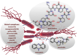Graphical abstract: Metal complexes with valuable biomolecules produced by Pseudomonas aeruginosa: a review of the coordination properties of pyocyanin, pyochelin and pyoverdines
