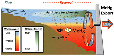 Graphical abstract: Biogeochemical and hydrologic synergy control mercury fate in an arid land river-reservoir system