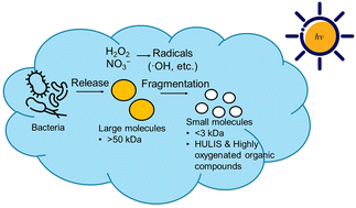 Graphical abstract: Emerging investigator series: aqueous photooxidation of live bacteria with hydroxyl radicals under cloud-like conditions: insights into the production and transformation of biological and organic matter originating from bioaerosols