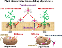 Graphical abstract: Including the bioconcentration of pesticide metabolites in plant uptake modeling