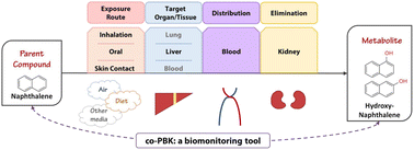 Graphical abstract: Co-PBK: a computational biomonitoring tool for assessing chronic internal exposure to chemicals and metabolites