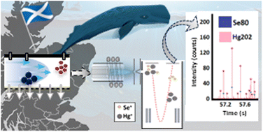Graphical abstract: AF4-MALS-SP ICP-ToF-MS analysis gives insight into nature of HgSe nanoparticles formed by cetaceans