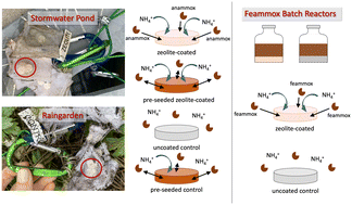 Graphical abstract: Stormwater applications of zeolite-coated biofilm carriers for ammonium removal with possible applications to PFAS biotransformation