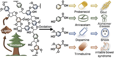 Graphical abstract: Sustainable production of active pharmaceutical ingredients from lignin-based benzoic acid derivatives via “demand orientation”