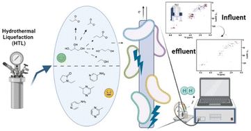 Graphical abstract: Molecular transformation and metabolic insights of microbial electrolysis treatment and valorization of post-hydrothermal liquefaction wastewater