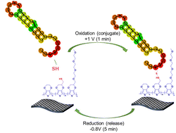 Graphical abstract: Porous bioelectronic substrates for simple electrochemical conjugation and subsequent, controlled electrochemical release of antisense oligonucleotide drug