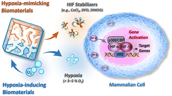 Graphical abstract: HIF-stabilizing biomaterials: from hypoxia-mimicking to hypoxia-inducing