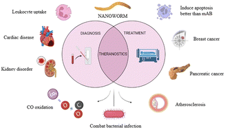 Graphical abstract: Advances of nanoworms in diagnosis, treatment, and theranostics