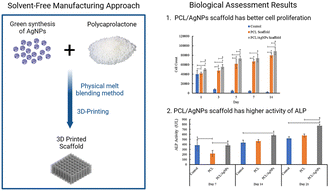 Graphical abstract: Osteogenic potential of a 3D printed silver nanoparticle-based electroactive scaffold for bone tissue engineering using human Wharton's jelly mesenchymal stem cells
