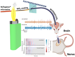 Graphical abstract: Electrodeposition of PEDOT:ClO4 on non-noble tungsten microwire for nerve and brain recordings