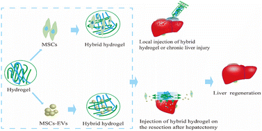 Graphical abstract: Hydrogels as carriers deliver stem cells/exosomes for liver injury