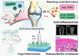 Graphical abstract: A cyclic brush zwitterionic polymer based pH-responsive nanocarrier-mediated dual drug delivery system with lubrication maintenance for osteoarthritis treatment