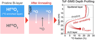 Graphical abstract: Oxygen tracer diffusion in amorphous hafnia films for resistive memory