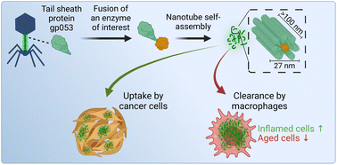 Graphical abstract: Nanotubes from bacteriophage tail sheath proteins: internalisation by cancer cells and macrophages
