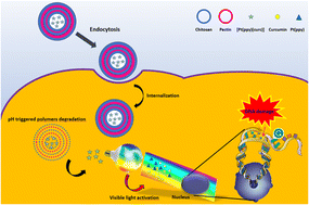 Graphical abstract: Synthesis of a light-responsive platinum curcumin complex, chemical and biological investigations and delivery to tumor cells by means of polymeric nanoparticles