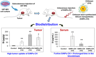 Graphical abstract: Chitosan-coated ultrapure silicon nanoparticles produced by laser ablation: biomedical potential in nano-oncology as a tumor-targeting nanosystem