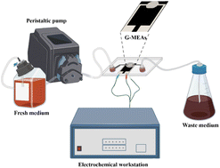 Graphical abstract: A graphene microelectrode array based microfluidic device for in situ continuous monitoring of biofilms