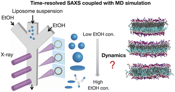 Graphical abstract: Understanding the effects of ethanol on the liposome bilayer structure using microfluidic-based time-resolved small-angle X-ray scattering and molecular dynamics simulations