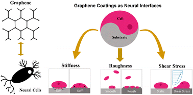 Graphical abstract: The potential of graphene coatings as neural interfaces
