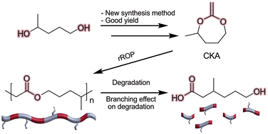 Graphical abstract: Branched polyesters from radical ring-opening polymerization of cyclic ketene acetals: synthesis, chemical hydrolysis and biodegradation