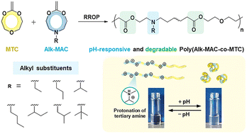 Graphical abstract: Amine-bearing cyclic ketene acetals for pH-responsive and degradable polyesters through radical ring-opening polymerisation