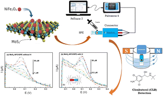 Graphical abstract: A molybdenum disulfide/nickel ferrite-modified voltammetric sensing platform for ultra-sensitive determination of clenbuterol under the presence of an external magnetic field