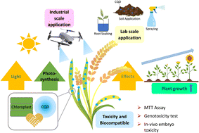 Graphical abstract: Recent developments, applications and challenges for carbon quantum dots as a photosynthesis enhancer in agriculture