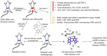 Graphical abstract: Salazinic acid attenuates male sexual dysfunction and testicular oxidative damage in streptozotocin-induced diabetic albino rats