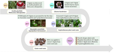 Graphical abstract: Valorization of homogeneous linear catechyl lignin: opportunities and challenges