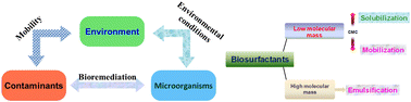 Graphical abstract: Natural surfactant mediated bioremediation approaches for contaminated soil