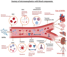 Graphical abstract: Journey of micronanoplastics with blood components