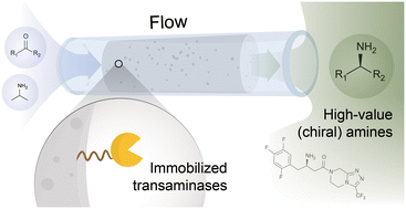 Graphical abstract: Continuous flow-mode synthesis of (chiral) amines with transaminase: a strategic biocatalytic approach to essential building blocks