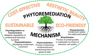 Graphical abstract: Phytoremediation as a green and sustainable prospective method for heavy metal contamination: a review