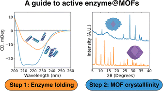 Graphical abstract: The role of protein folding in prenucleation clusters on the activity of enzyme@metal–organic frameworks