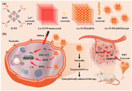Graphical abstract: A metal–organic framework complex for enhancing tumor treatments through synergistic effect of chemotherapy and photodynamic therapy