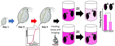 Graphical abstract: Development and application of a sensitive feeding assay for daphnids based on the ingestion of fluorescent microparticles