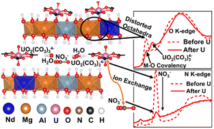 Graphical abstract: Enhanced uranium extraction selectivity from seawater using dopant engineered layered double hydroxides