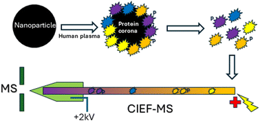 Graphical abstract: Deciphering nanoparticle protein coronas by capillary isoelectric focusing-mass spectrometry-based top-down proteomics
