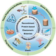 Graphical abstract: Engineered protein elastomeric materials