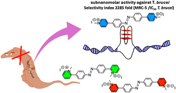 Graphical abstract: Probing the binding and antiparasitic efficacy of azobenzene G-quadruplex ligands to investigate G4 ligand design
