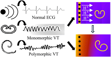 Graphical abstract: Effect of concentration gradient on spiral wave dynamics in the Belousov–Zhabotinsky reaction system