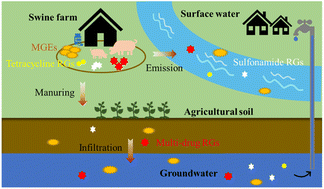 Graphical abstract: Distribution and risk assessment of antibiotic resistance genes in swine farm wastewater and its surrounding environments: from soil to water