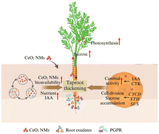 Graphical abstract: Rhizosphere regulation with cerium oxide nanomaterials promoted carrot taproot thickening