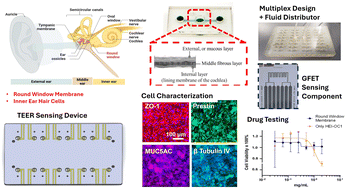 Graphical abstract: An integrative round window membrane/cochlear microphysiological system with sensing components for the study of real-time drug response