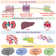 Graphical abstract: A perspective on small molecules targeting the renin–angiotensin–aldosterone system and their utility in cardiovascular diseases: exploring the structural insights for rational drug discovery and development