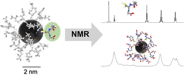Graphical abstract: Possibilities and limitations of solution-state NMR spectroscopy to analyze the ligand shell of ultrasmall metal nanoparticles