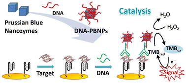 Graphical abstract: DNA-modified Prussian blue nanozymes for enhanced electrochemical biosensing